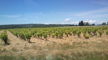 Les vignes